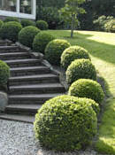 org:/gardening tips/Snoeiadvies/Overzichtspagina/Buxus.jpg